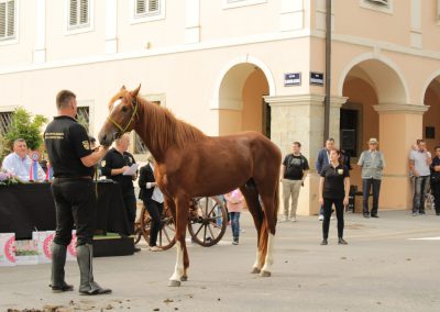 Dani Gidrana u Bjelovaru – županijska izložba Gidran pasmine konja u Bjelovaru 2018.