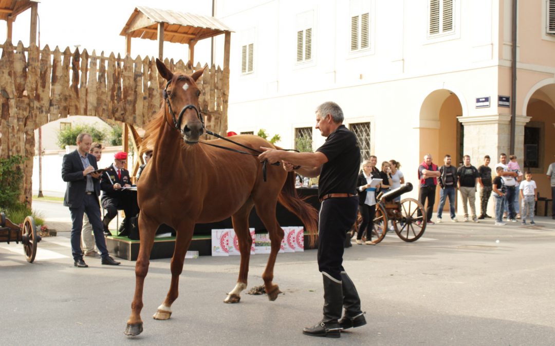 Dani Gidrana u Bjelovaru – županijska izložba Gidran pasmine konja u Bjelovaru
